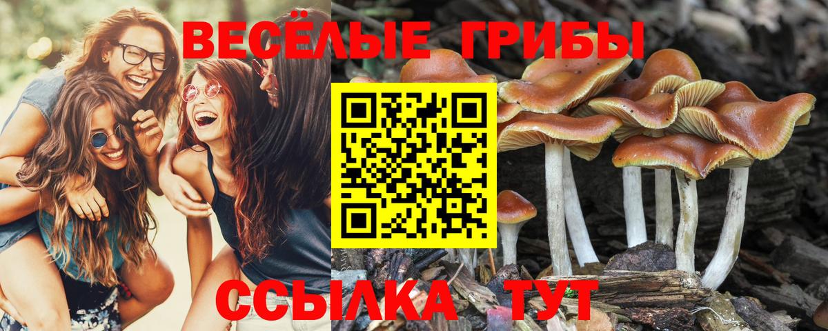 Псилоцибиновые грибы Psilocybine cubensis Барнаул